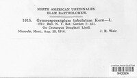 Gymnosporangium bethelii image